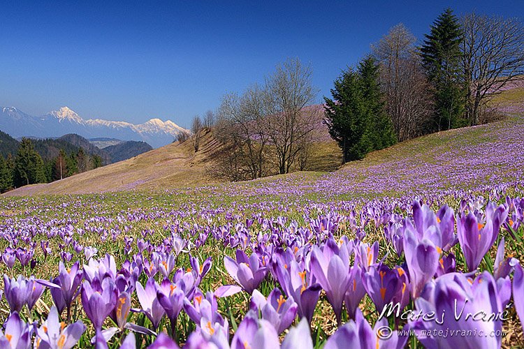 Crocus (c) Matej Vranič