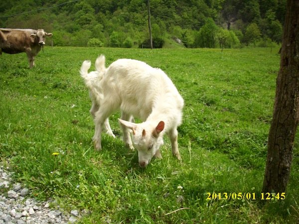 izvir-tolminske-chevre