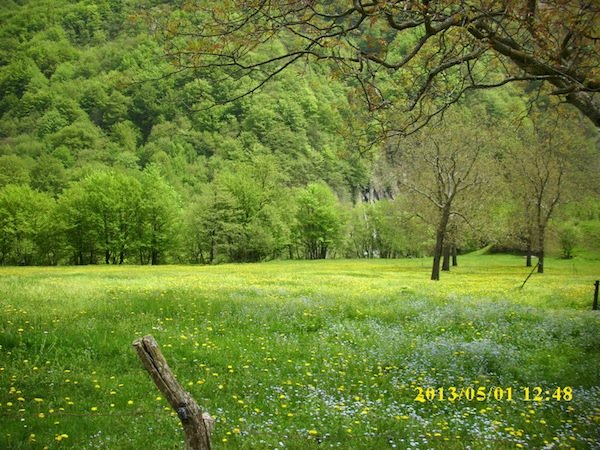 izvir-tolminske-prairie